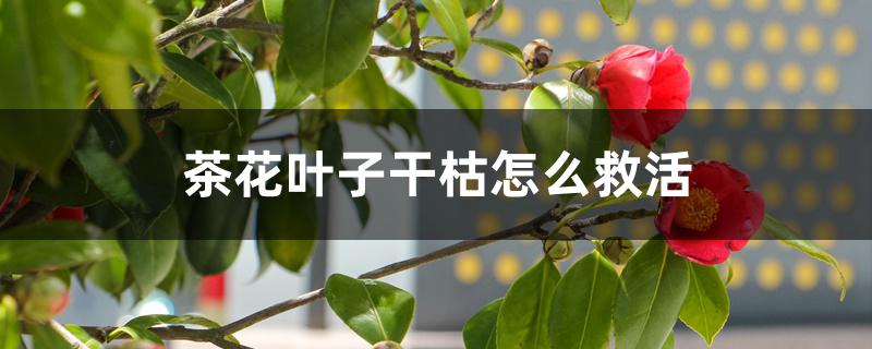 茶花叶子干枯怎么救活