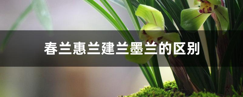 春兰惠兰建兰墨兰的区别