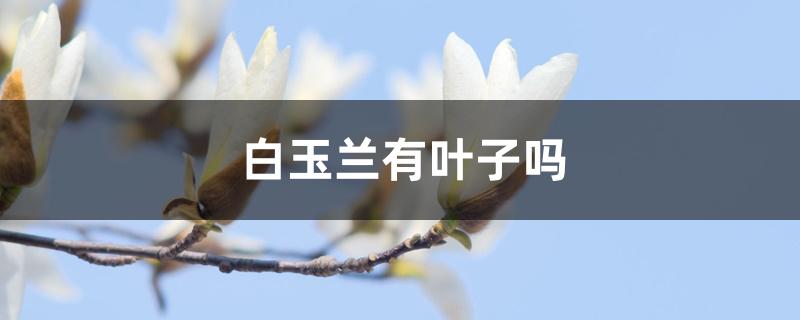白玉兰有叶子吗