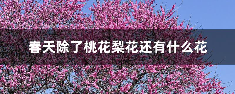 春天除了桃花梨花还有什么花