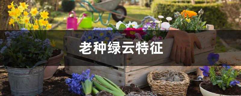 老种绿云特征 老种绿云特征