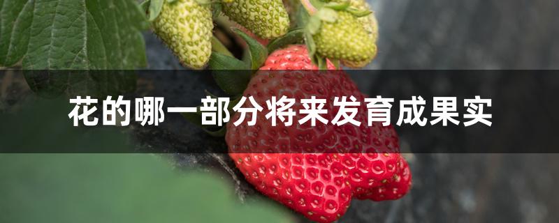 花的哪一部分将来发育成果实