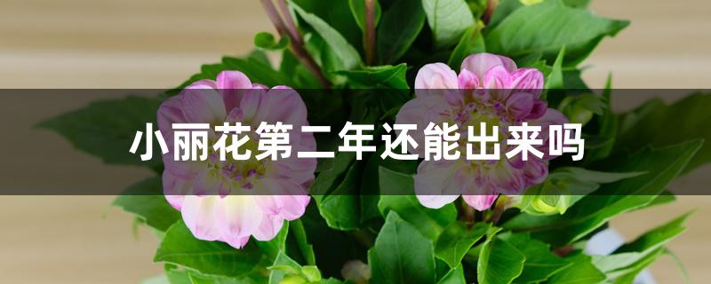 小丽花第二年还能出来吗