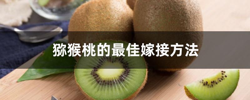猕猴桃的最佳嫁接方法 猕猴桃的最佳嫁接方法