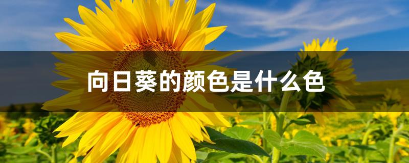 向日葵的颜色是什么色