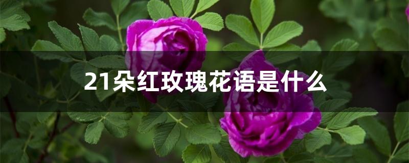 21朵红玫瑰花语是什么