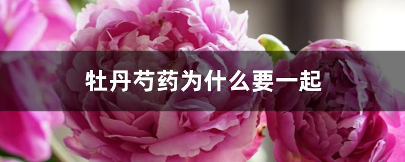 牡丹芍药为什么要一起