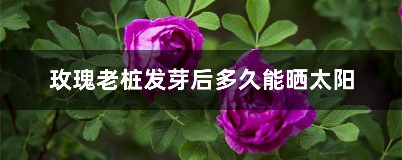 玫瑰老桩发芽后多久能晒太阳