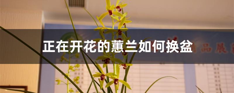 正在开花的蕙兰如何换盆