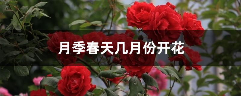 月季春天几月份开花