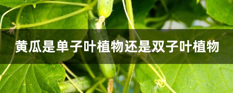 黄瓜是单子叶植物还是双子叶植物