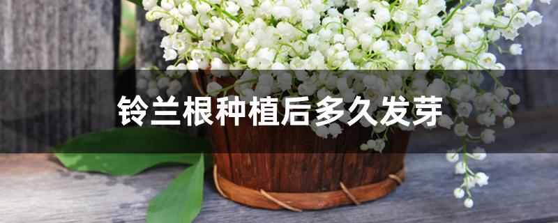 铃兰根种植后多久发芽