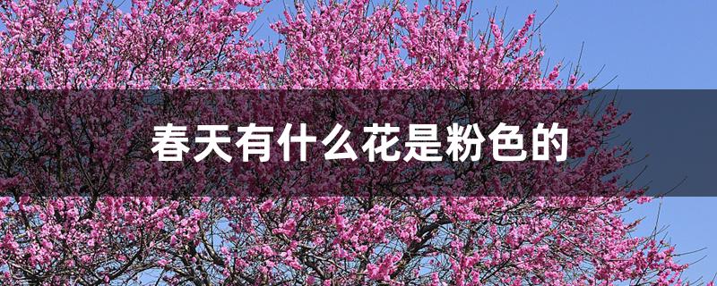 春天有什么花是粉色的 春天有什么花是粉色的