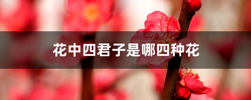 花中四君子是哪四种花