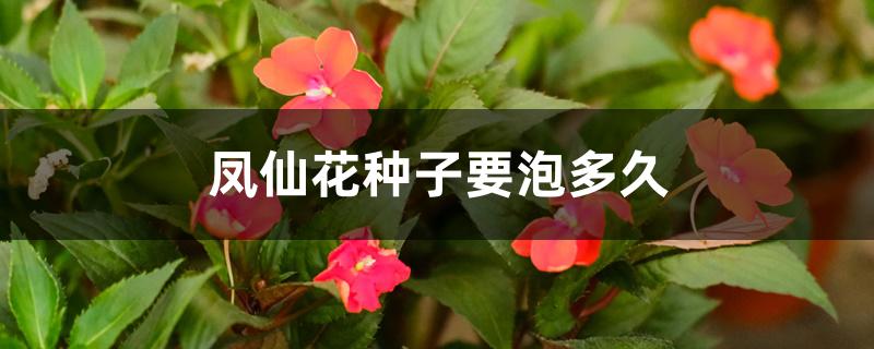 凤仙花种子要泡多久