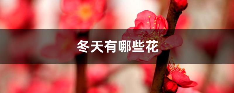 冬天有哪些花 冬天有哪些花