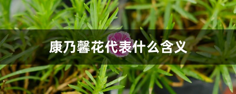 康乃馨花代表什么含义