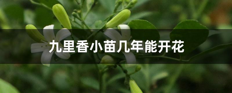 九里香小苗几年能开花