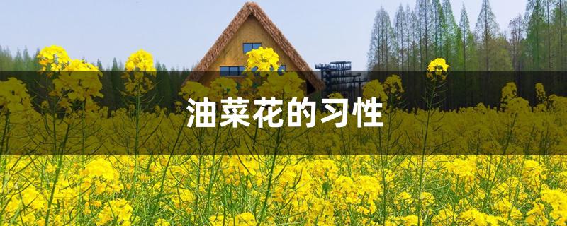 油菜花的习性 油菜花的习性