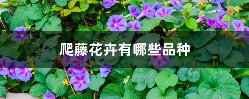 爬藤花卉有哪些品种
