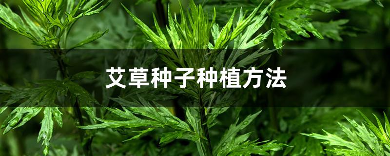 艾草种子种植方法