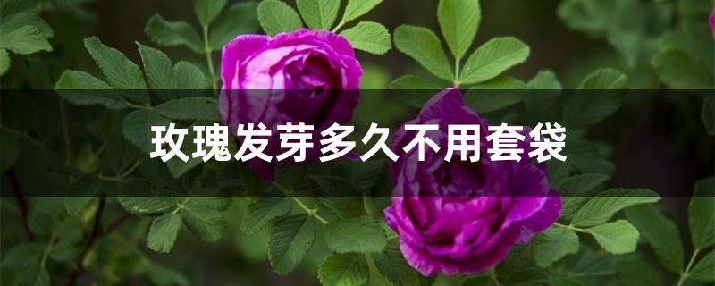 玫瑰发芽多久不用套袋