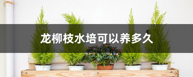 龙柳枝水培可以养多久