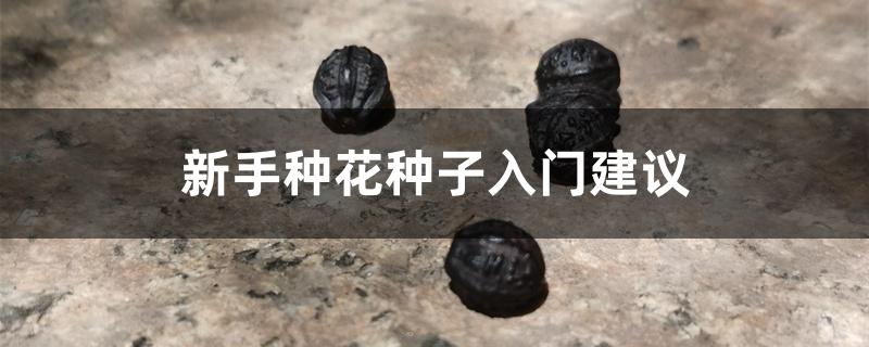 新手种花种子入门建议 新手种花种子入门建议