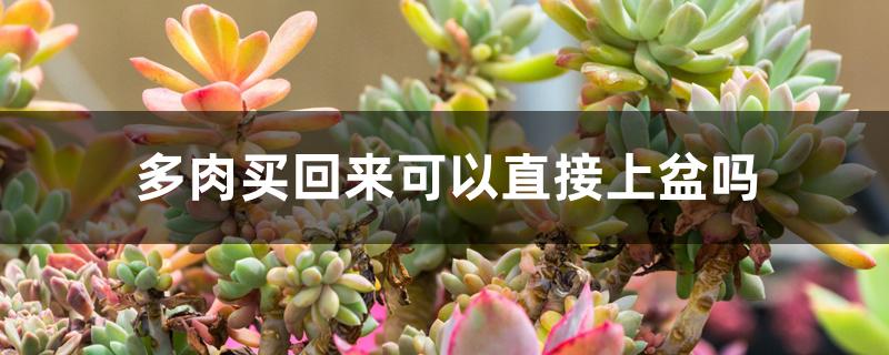 多肉买回来可以直接上盆吗