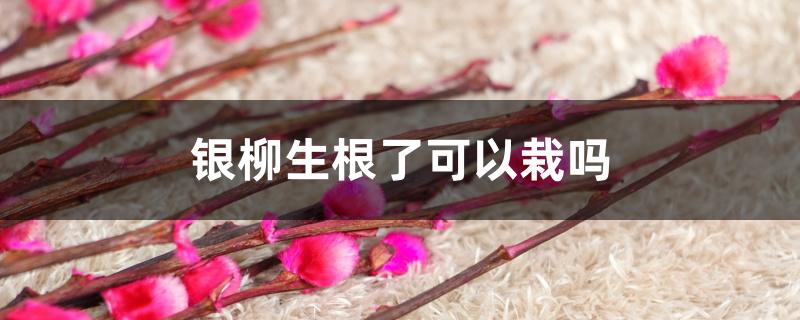 银柳生根了可以栽吗 银柳生根了可以栽吗