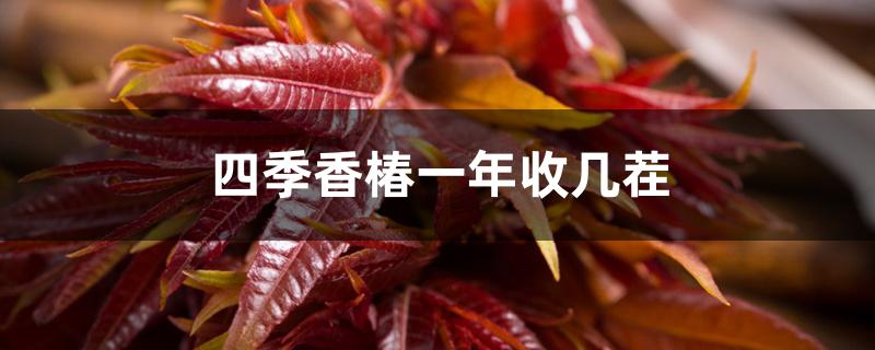 四季香椿一年收几茬