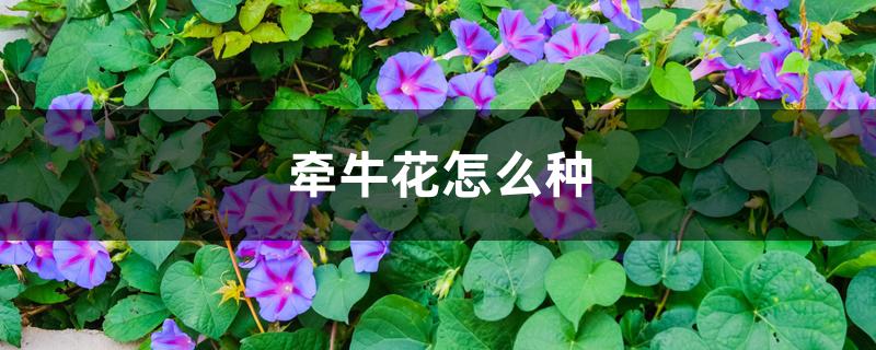 牵牛花怎么种