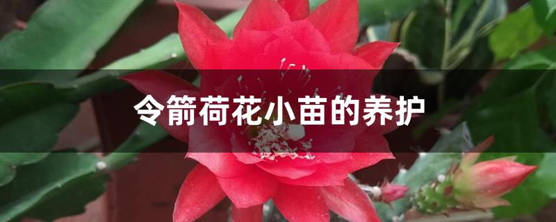 令箭荷花小苗的养护