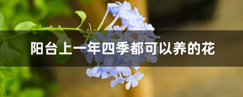 阳台上一年四季都可以养的花