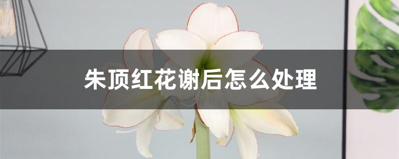 朱顶红花谢后怎么处理