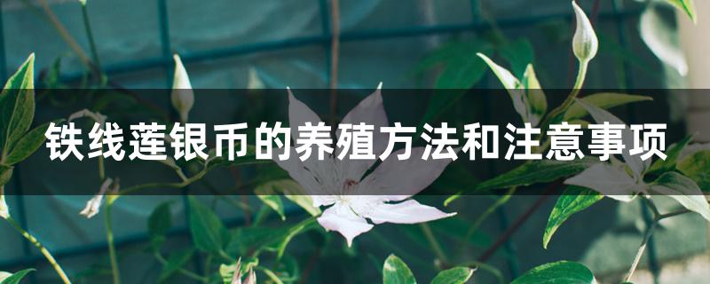 铁线莲银币的养殖方法和注意事项