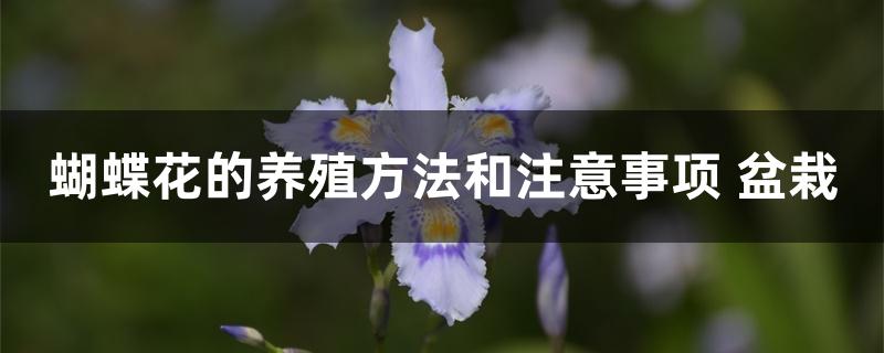 蝴蝶花的养殖方法和注意事项