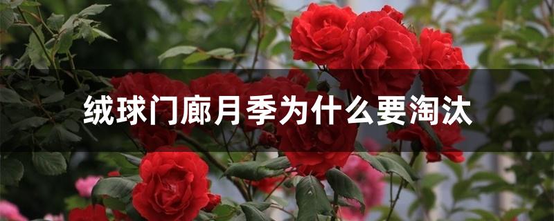 绒球门廊月季为什么要淘汰