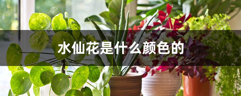 水仙花是什么颜色的 水仙花是什么颜色的