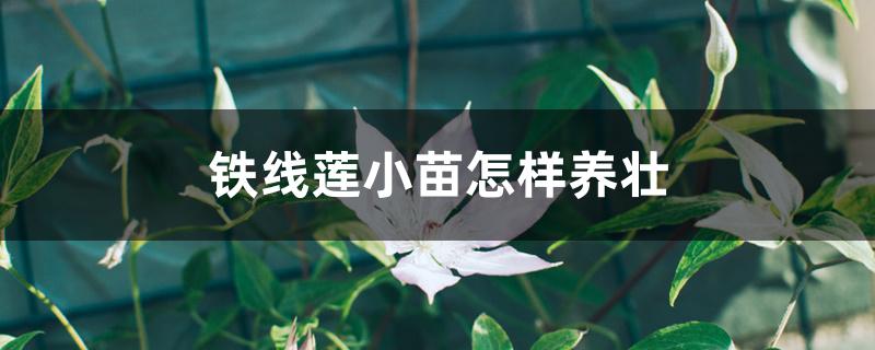 铁线莲小苗怎样养壮