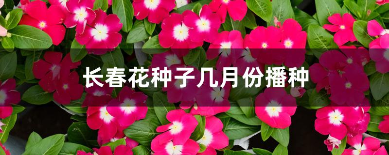 长春花种子几月份播种 长春花种子几月份播种