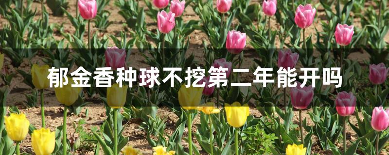 郁金香种球不挖第二年能开吗 郁金香种球不挖第二年能开吗
