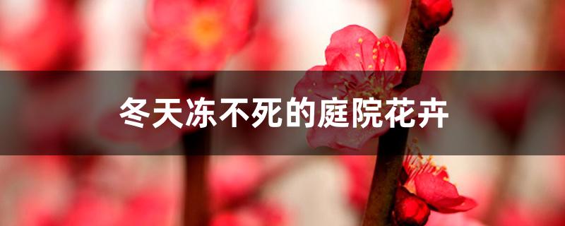 冬天冻不死的庭院花卉