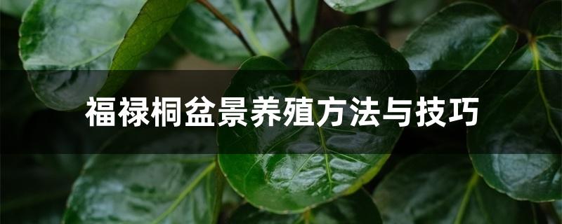 福禄桐盆景养殖方法与技巧