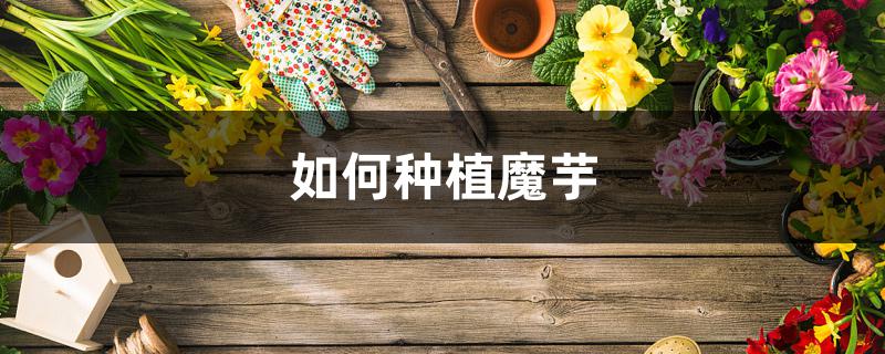 如何种植魔芋 如何种植魔芋