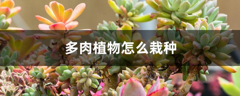 多肉植物怎么栽种