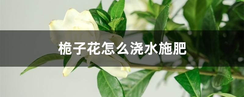 桅子花怎么浇水施肥