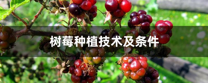 树莓种植技术及条件