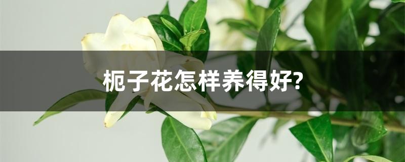 栀子花怎样养得好？