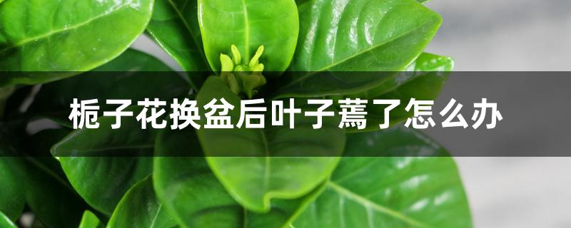 栀子花换盆后叶子蔫了怎么办